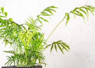 The Majestic Hawaiian Palm: Unveiling its Symbolism, Beauty, and Cultivation Secrets