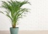 The Majesty of the Japanese Fishtail Palm: Unveiling its Significance, Beauty, and Care