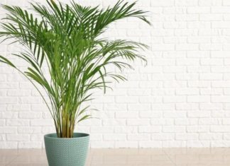 The Majesty of the Japanese Fishtail Palm: Unveiling its Significance, Beauty, and Care