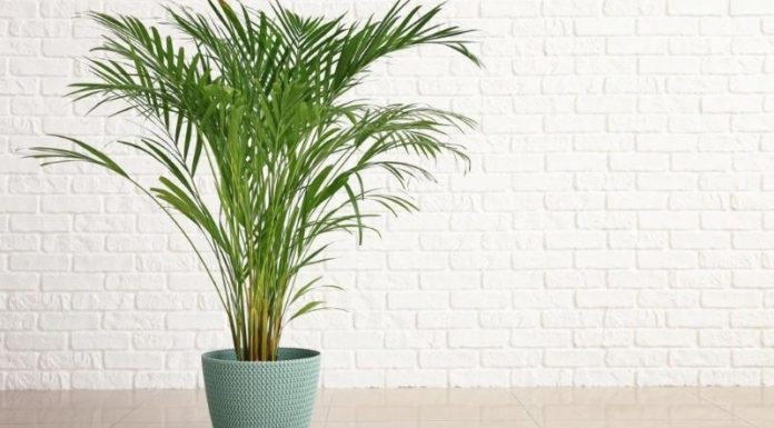 The Majesty of the Japanese Fishtail Palm: Unveiling its Significance, Beauty, and Care