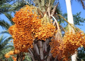 The Magic of Dates: Unveiling Their Secrets, Capturing Their Beauty, and Nurturing Their Growth at Home