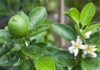 Does Planting a Lemon Tree in Front of Your House Benefit Your Family’s Feng Shui?