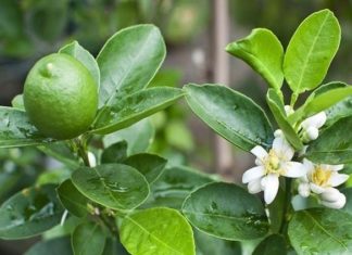 Does Planting a Lemon Tree in Front of Your House Benefit Your Family’s Feng Shui?