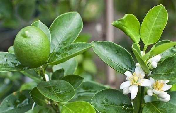 Does Planting a Lemon Tree in Front of Your House Benefit Your Family’s Feng Shui?