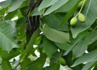 The Magic of the Schefflera Tree: Unveiling the Secrets of this Enchanting Plant.