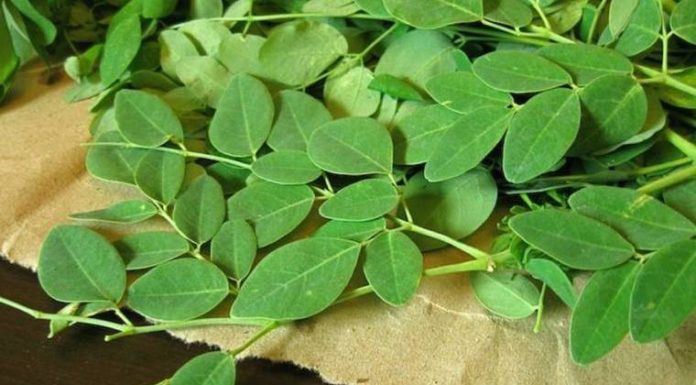 The ‘Miracle’ Tree: Uncovering the Hidden Treasures of Vietnam’s Wild-Growing Wonder.