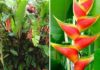 The Mighty Banana Plant: Unveiling its Significance, Beauty, and Home Cultivation