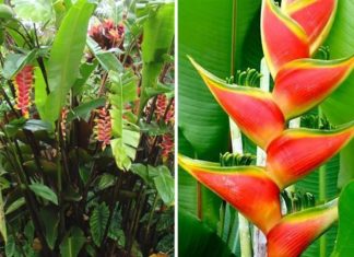 The Mighty Banana Plant: Unveiling its Significance, Beauty, and Home Cultivation