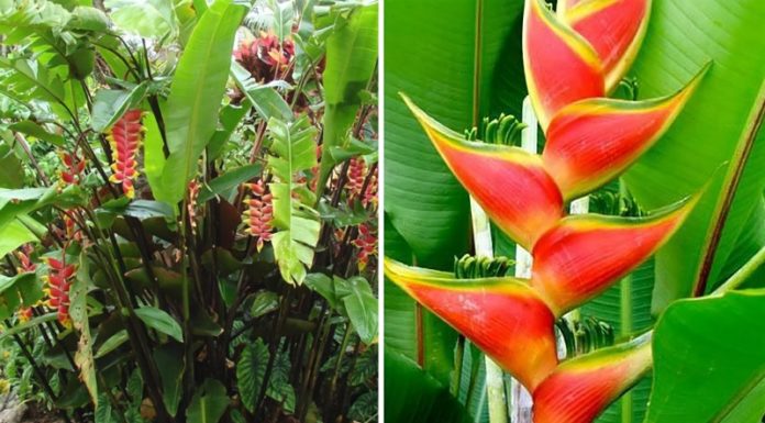 The Mighty Banana Plant: Unveiling its Significance, Beauty, and Home Cultivation