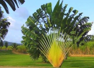 The Mighty Banana Tree: Unveiling its Symbolism, Beauty, and Easy Home Cultivation