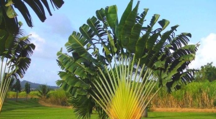 The Mighty Banana Tree: Unveiling its Symbolism, Beauty, and Easy Home Cultivation