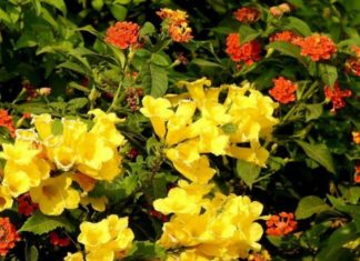 The Golden Bell Tree: Captivating Beauty, Unveiling its Secrets, a Comprehensive Guide to Unlocking its Majestic Charm