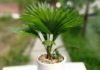 The Green Thumb’s Guide to Palm Trees: Uncovering the Beauty, Significance, and Care of These Majestic Plants