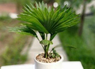 The Green Thumb’s Guide to Palm Trees: Uncovering the Beauty, Significance, and Care of These Majestic Plants