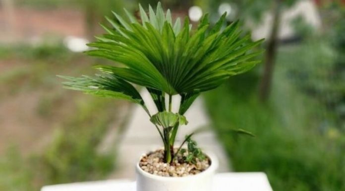The Green Thumb’s Guide to Palm Trees: Uncovering the Beauty, Significance, and Care of These Majestic Plants