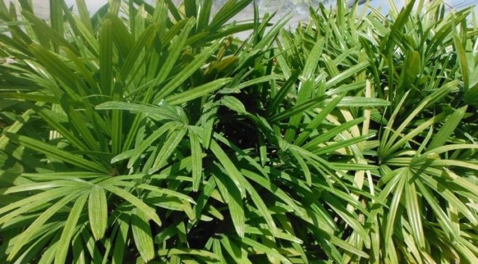 The Majestic Palm: Uncover the Secrets of this Stunning Plant – Symbolism, Care and Cultivation at Home