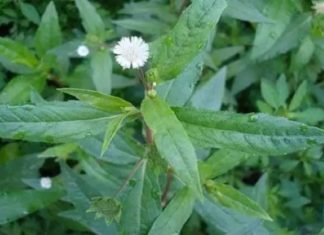 3 Common Weeds That Are Powerful Medicinal Herbs