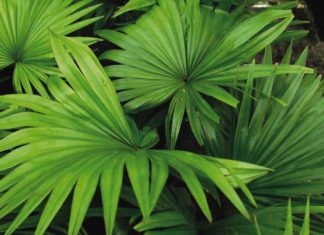 The Majesty of Palm Trees: Unraveling the Symbolism, Beauty, and Care of These Tropical Giants