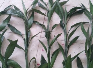 The 5 Ultra-Rare House Plants That Bloom and Bring Prosperity