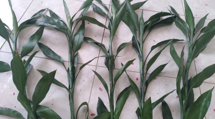 The 5 Ultra-Rare House Plants That Bloom and Bring Prosperity