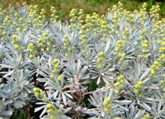 The Magic of Feverfew: Unveiling the Secrets of This Remarkable Plant