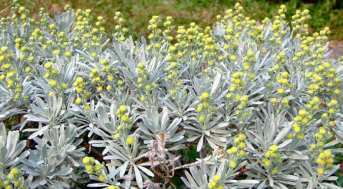 The Magic of Feverfew: Unveiling the Secrets of This Remarkable Plant