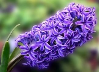 The Magical Flower (Datura): Unveiling its Significance, Uses, and Cultivation Secrets