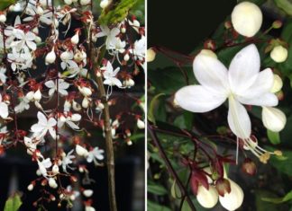 The Pearl of the Night Tree: Unveiling the Secrets of this Mystical Plant.