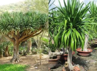 The Money Tree: Unlocking its Symbolism, Beauty, and Home Care Secrets