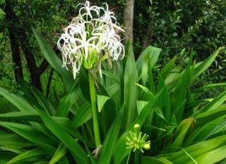 What is the General Tree? The Significance of the General Tree in Feng Shui