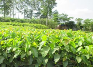 The Amazing Oil Palm: Unveiling its Significance, Beauty, and Easy Home Gardening Tips