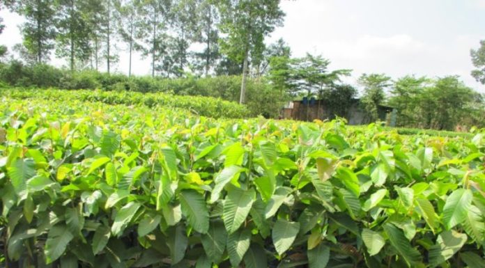 The Amazing Oil Palm: Unveiling its Significance, Beauty, and Easy Home Gardening Tips