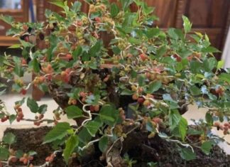 The Ancient Wisdom of Protective Amulets: Unraveling the Mystery of Mulberry Branches and Silkworms