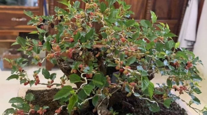 The Ancient Wisdom of Protective Amulets: Unraveling the Mystery of Mulberry Branches and Silkworms