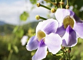 “The Magic of the Sand Vine: Unveiling the Secrets of This Rapid-Climbing, Pristine-Blooming Wonder”