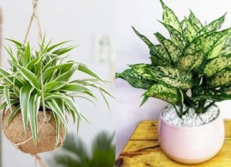 Attract Success and Abundance with Feng Shui Office Desk Plants