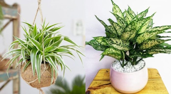 Attract Success and Abundance with Feng Shui Office Desk Plants
