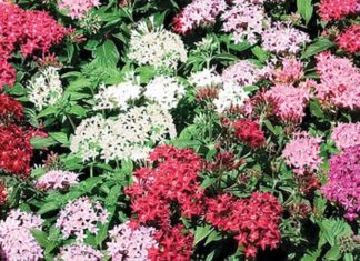 The Miracle Berry: Unveiling the Secrets of its Significance, Beauty, and Care