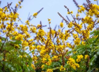 The Golden Creeper: Unveiling the Secrets of its Significance, Beauty, and Home Cultivation