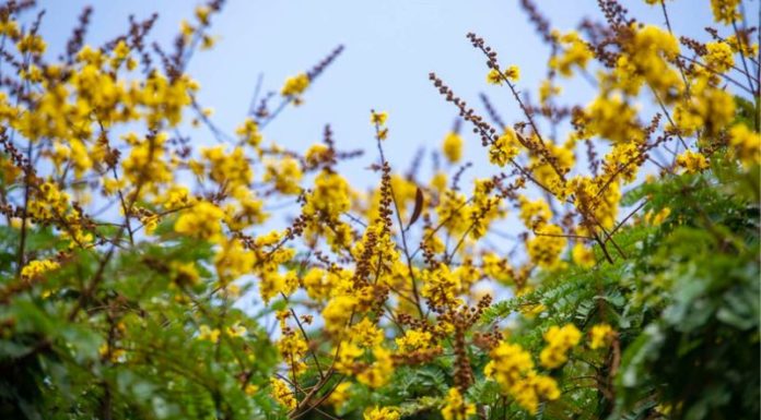 The Golden Creeper: Unveiling the Secrets of its Significance, Beauty, and Home Cultivation