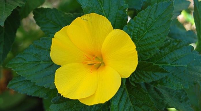 The Amazing Dragon Tree: Unveiling the Secrets of Dracaena’s Significance, Beauty, and Care