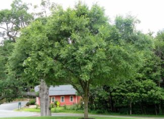 Title: Ancestral Wisdom: Unveiling the Four Plants of Auspicious Protection