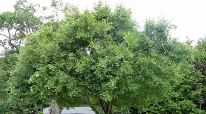 Title: Ancestral Wisdom: Unveiling the Four Plants of Auspicious Protection