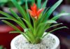 The Tropical Charm: Unveiling the Feng Shui Secrets of the Pineapple Plant