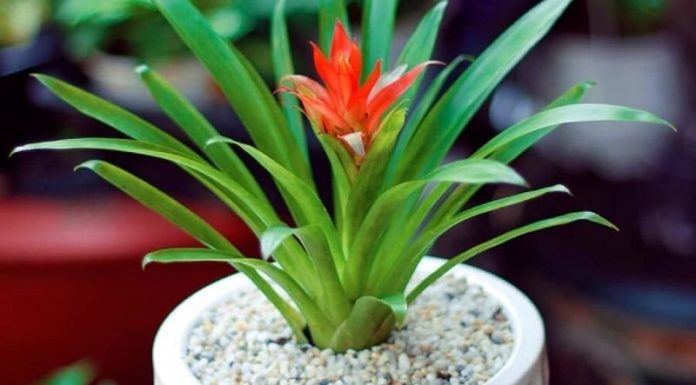 The Tropical Charm: Unveiling the Feng Shui Secrets of the Pineapple Plant