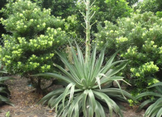 What is the Pineapple Guava? Uncovering the Feng Shui Significance of this Exotic Fruit.