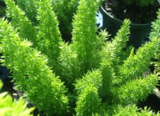 The Silver Fox: Unveiling the Secrets of its Significance, Beauty, and Care