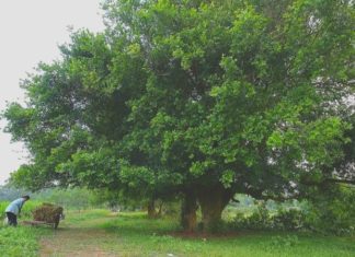 What is the Duoi Plant? A Guide to Growing and Caring for This Unique Houseplant