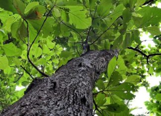 The Money Tree: Unlocking the Secrets of Abundance.