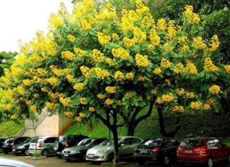 The Magic of Cedarwood: Unveiling the Secrets of its Significance, Beauty, and Home Cultivation